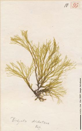Dictyota dichotoma_95.jpg